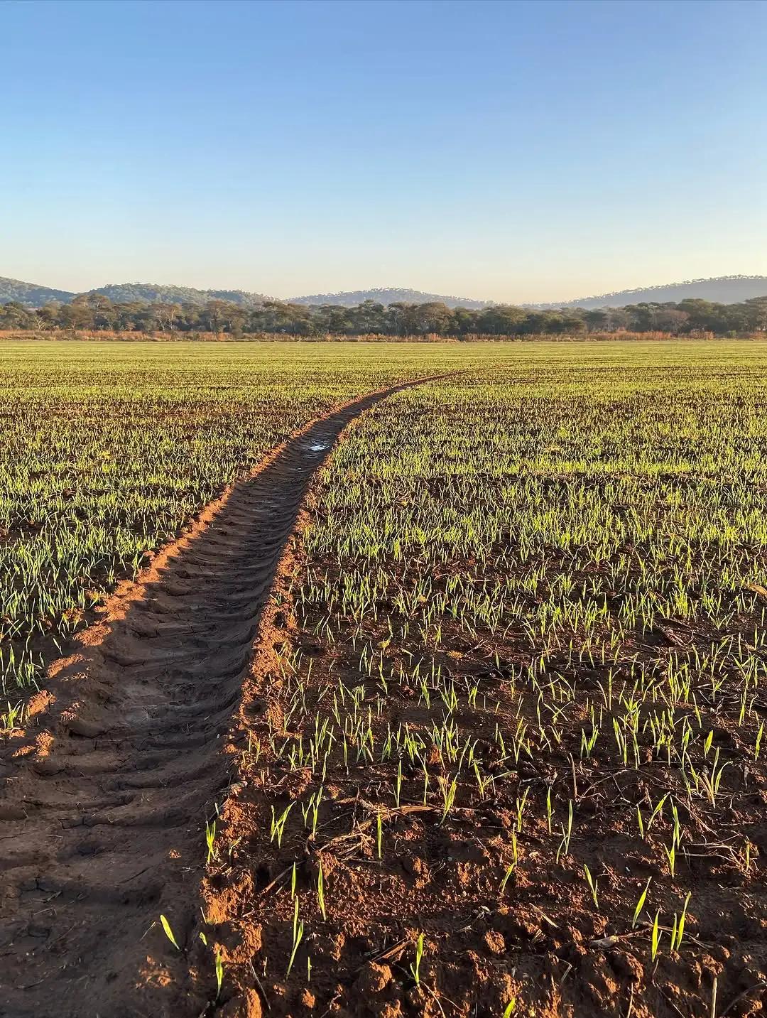 Nola Farms estate farmland Kenya