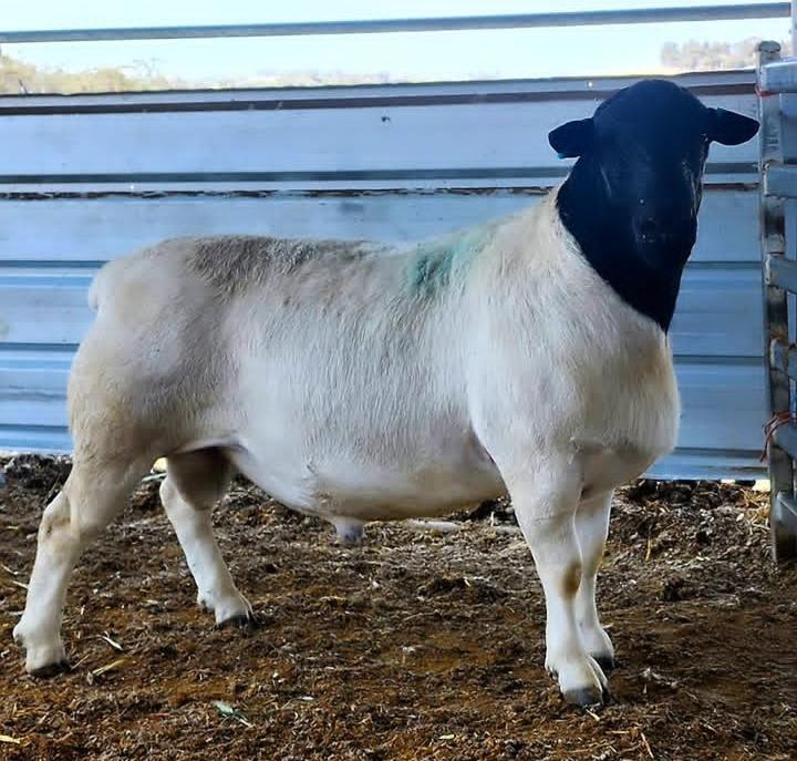 Dorper sheep at Nola Farms Kenya