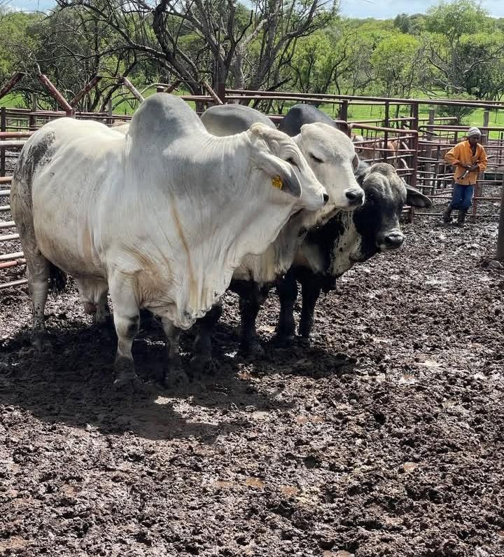 Brahman Cattle
