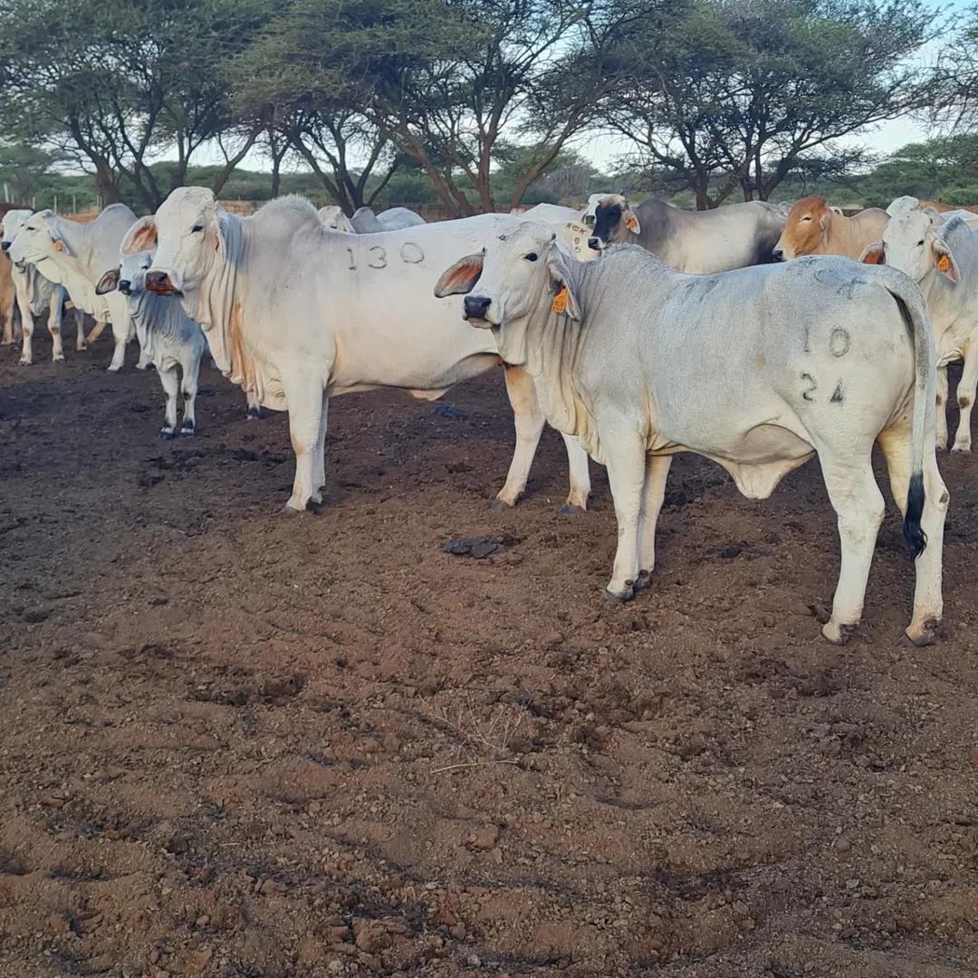 Brahman Cattle thumbnail 3