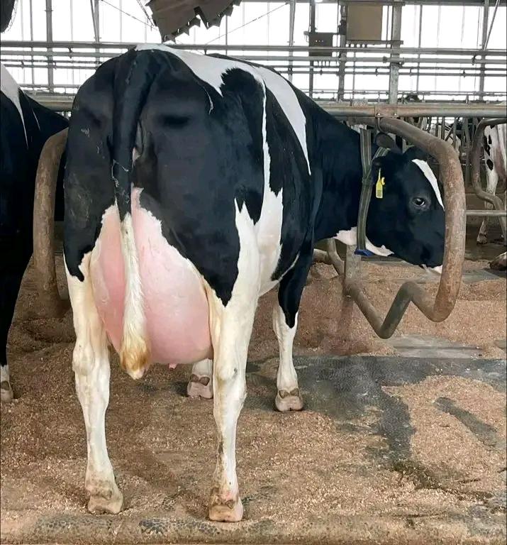 Holstein Dairy Cattle