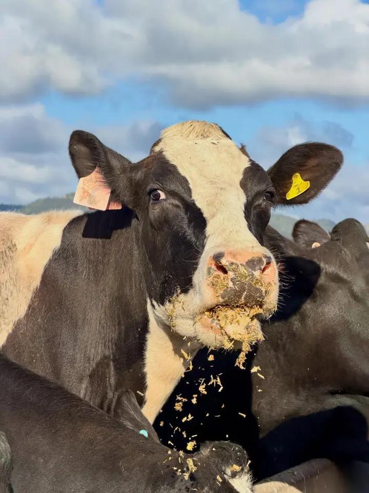 Holstein Dairy Cattle thumbnail 3