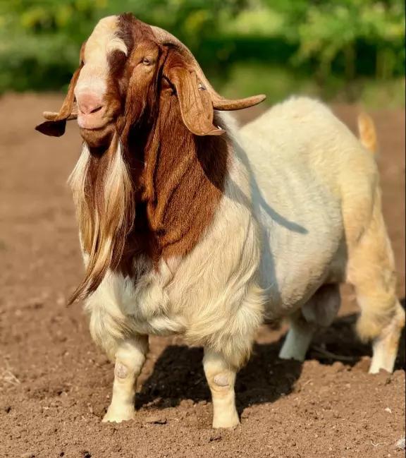 Boer Goats
