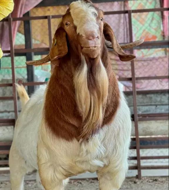 Boer Goats thumbnail 2