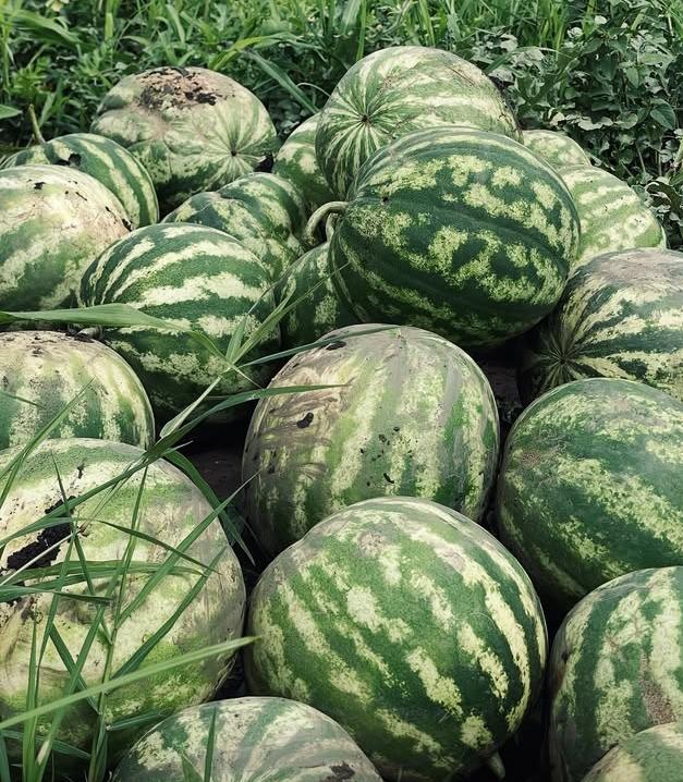 Watermelon