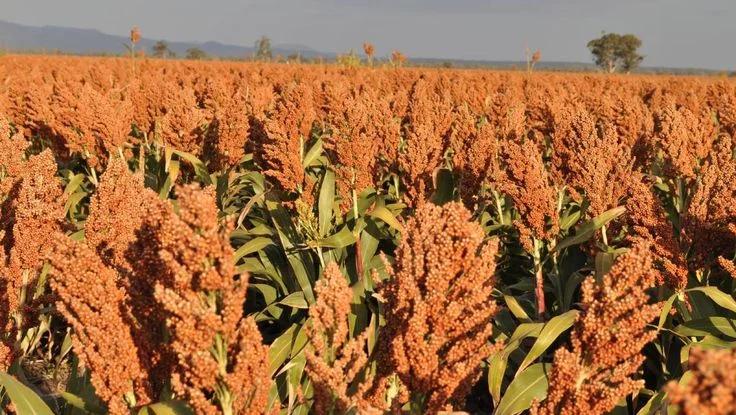 Guinea Corn Sorghum