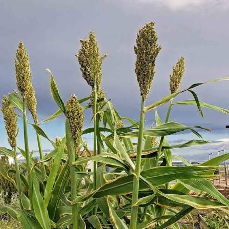 Millet (Wimbi)