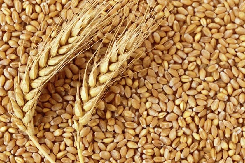 Wheat