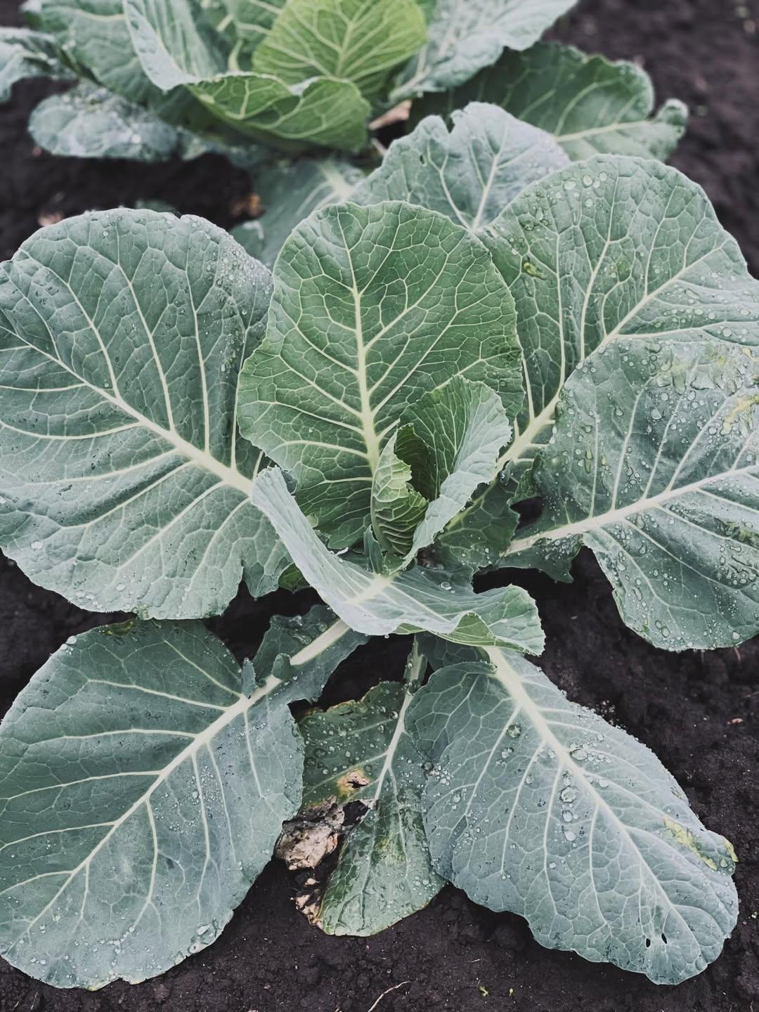 Georgia Southern Sukuma Wiki
