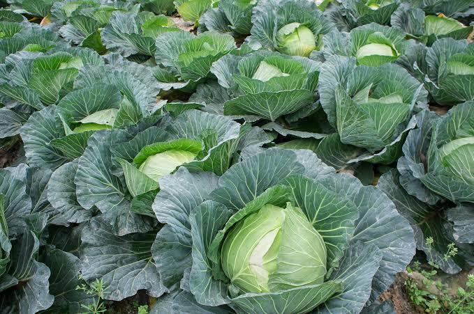 Cabbage