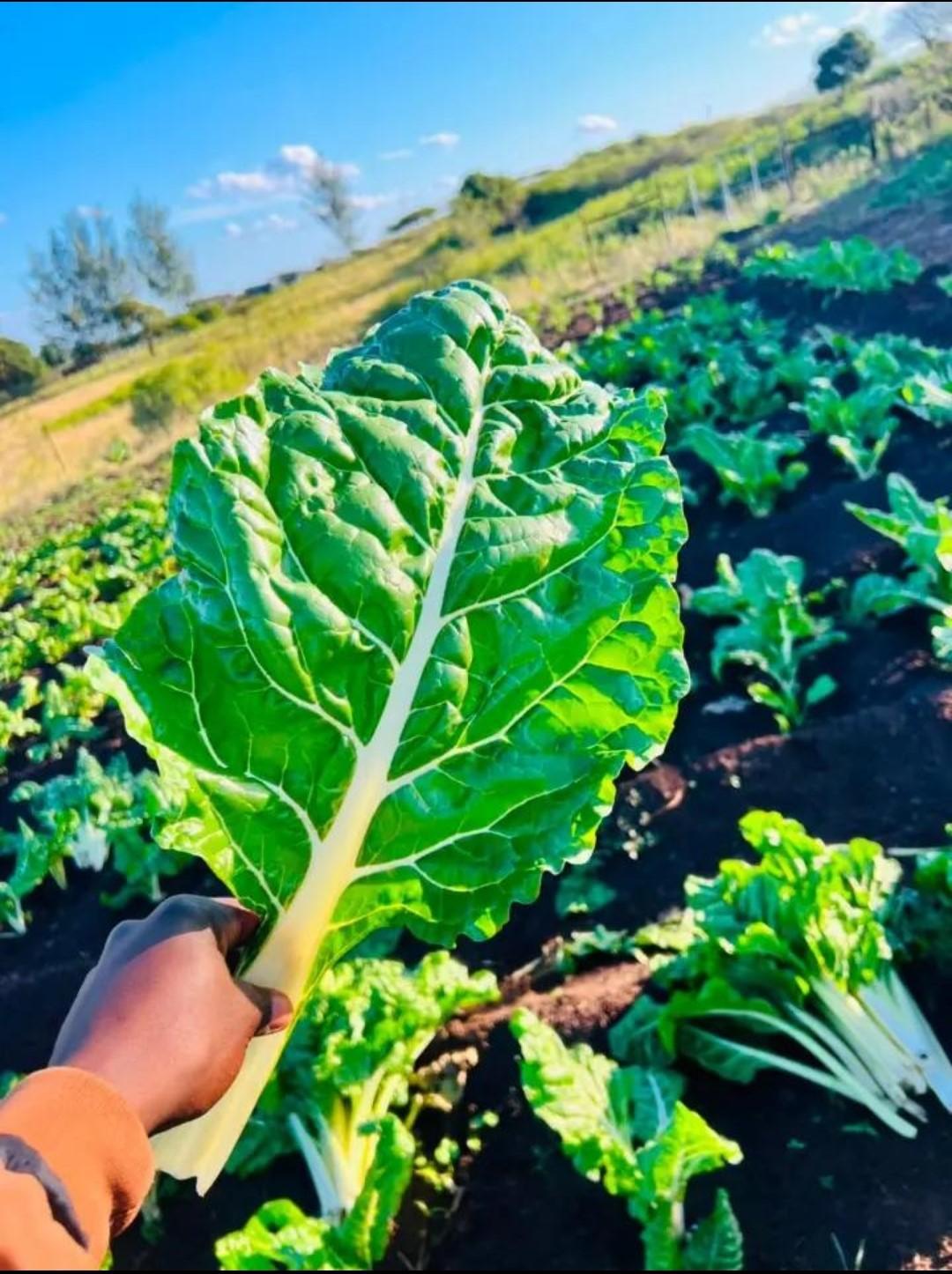 Broad Leaf Swiss Spinach
