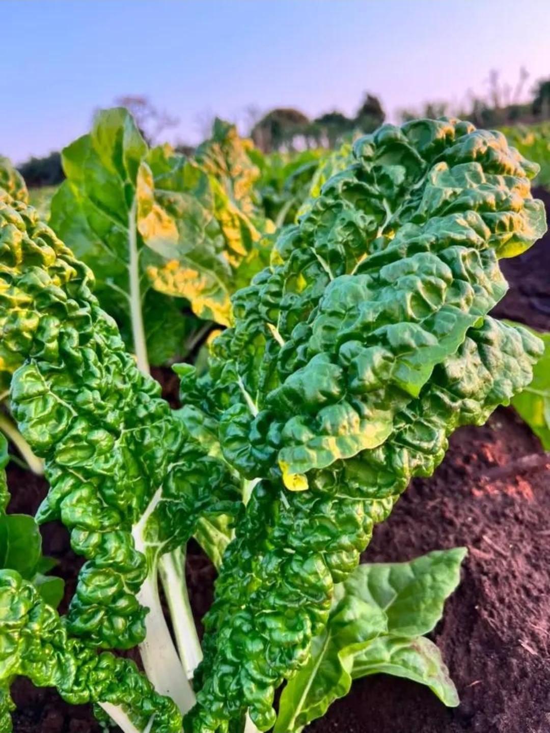 Broad Leaf Swiss Spinach thumbnail 2