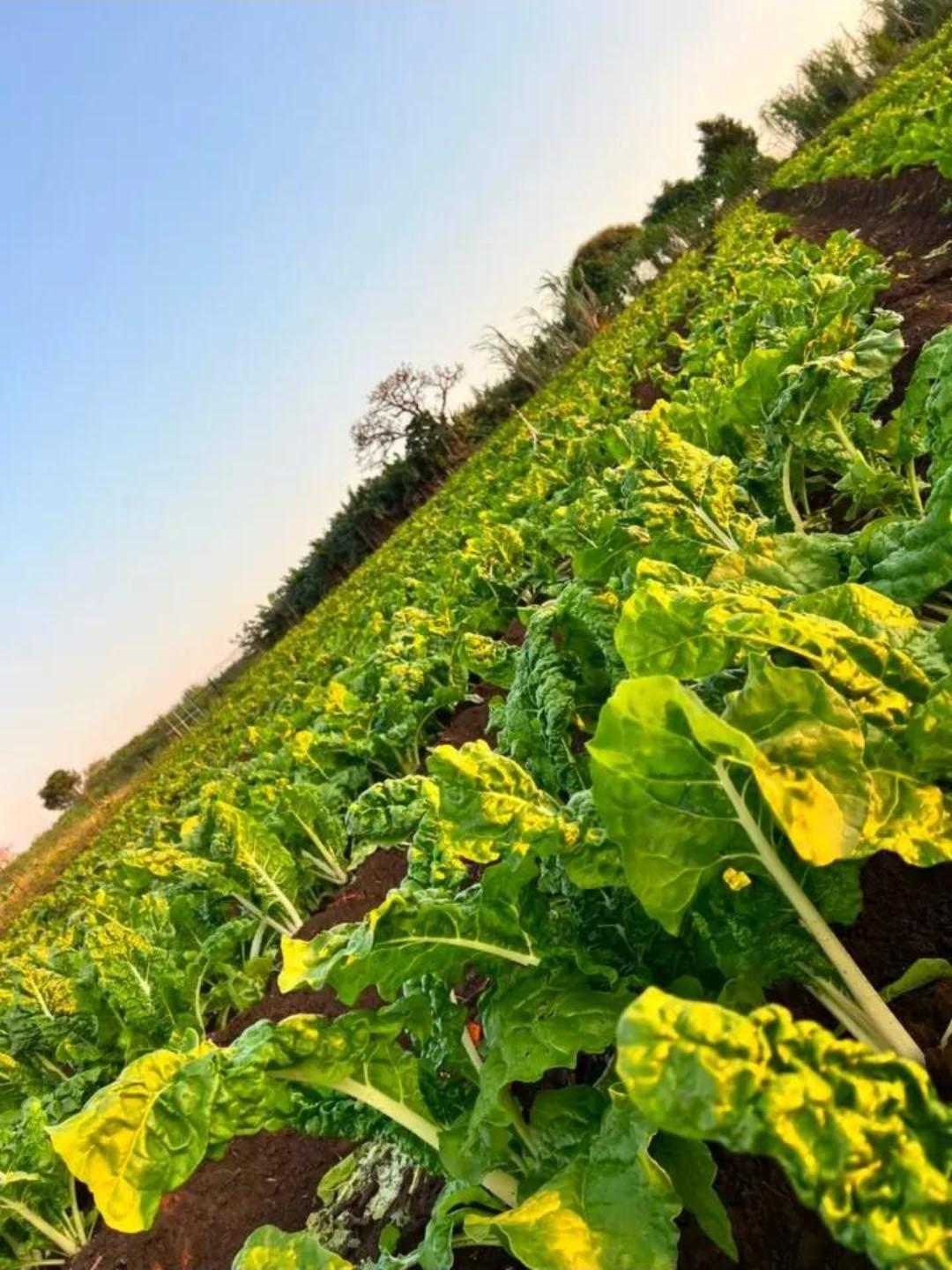 Broad Leaf Swiss Spinach thumbnail 4