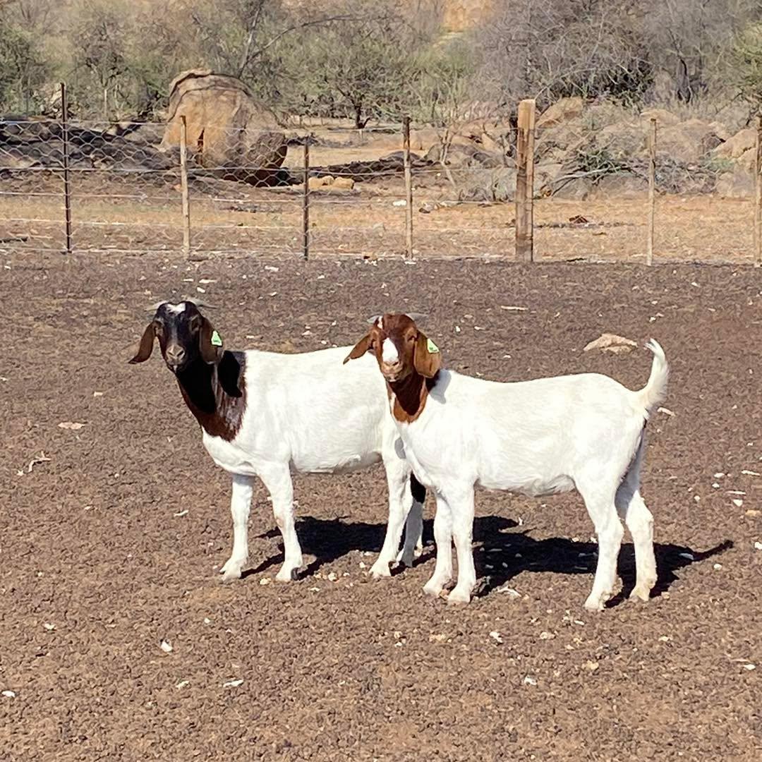 Boer goats at Nola Farms Oloitoktok Kenya