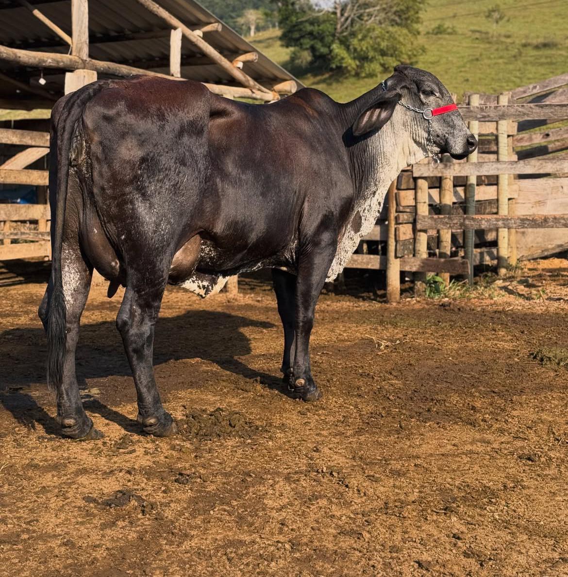 Girolando Cattle thumbnail 2