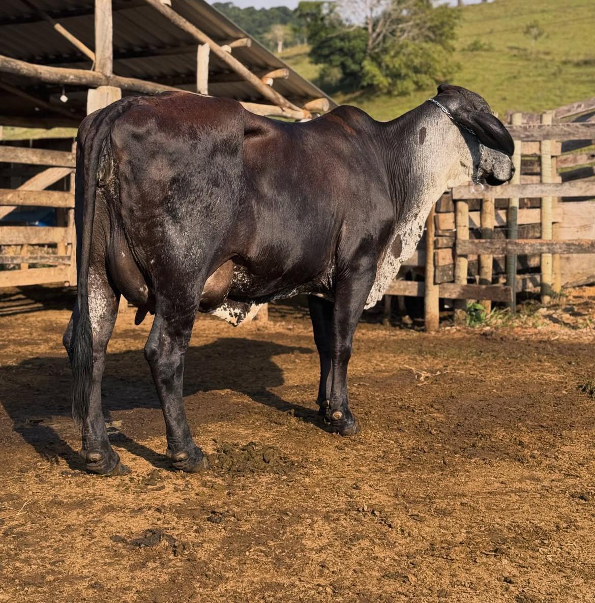 Girolando Cattle thumbnail 3