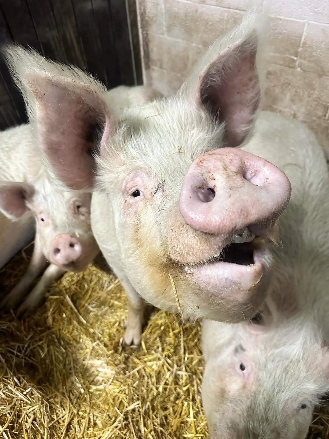 Pietrain Pigs — image 1