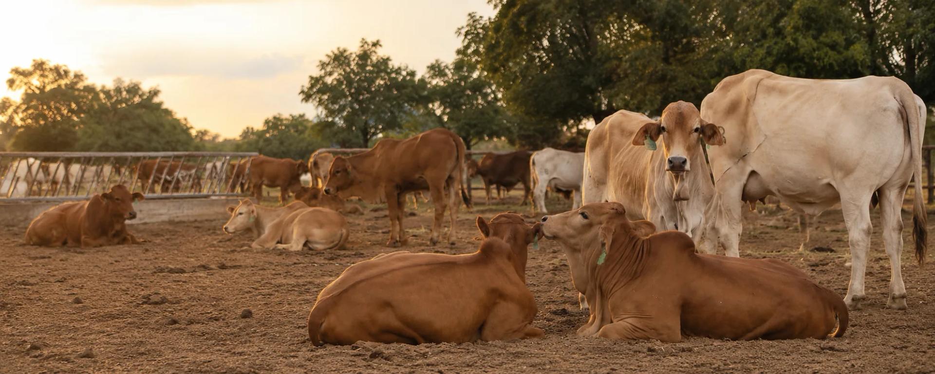 Cattle at Nola Ranches, Kenya
