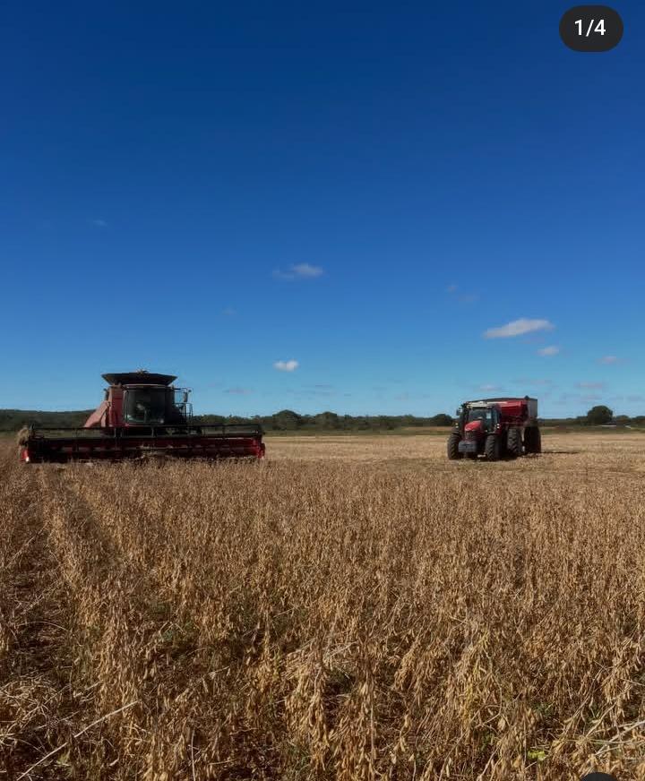 Nola Farms wheat fields and livestock gallery in Laikipia Kenya
