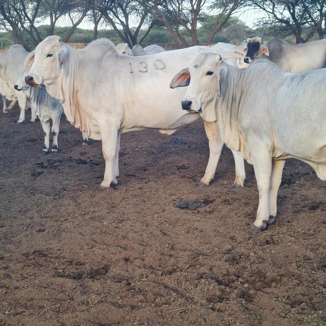 Boran Cattle — image 1