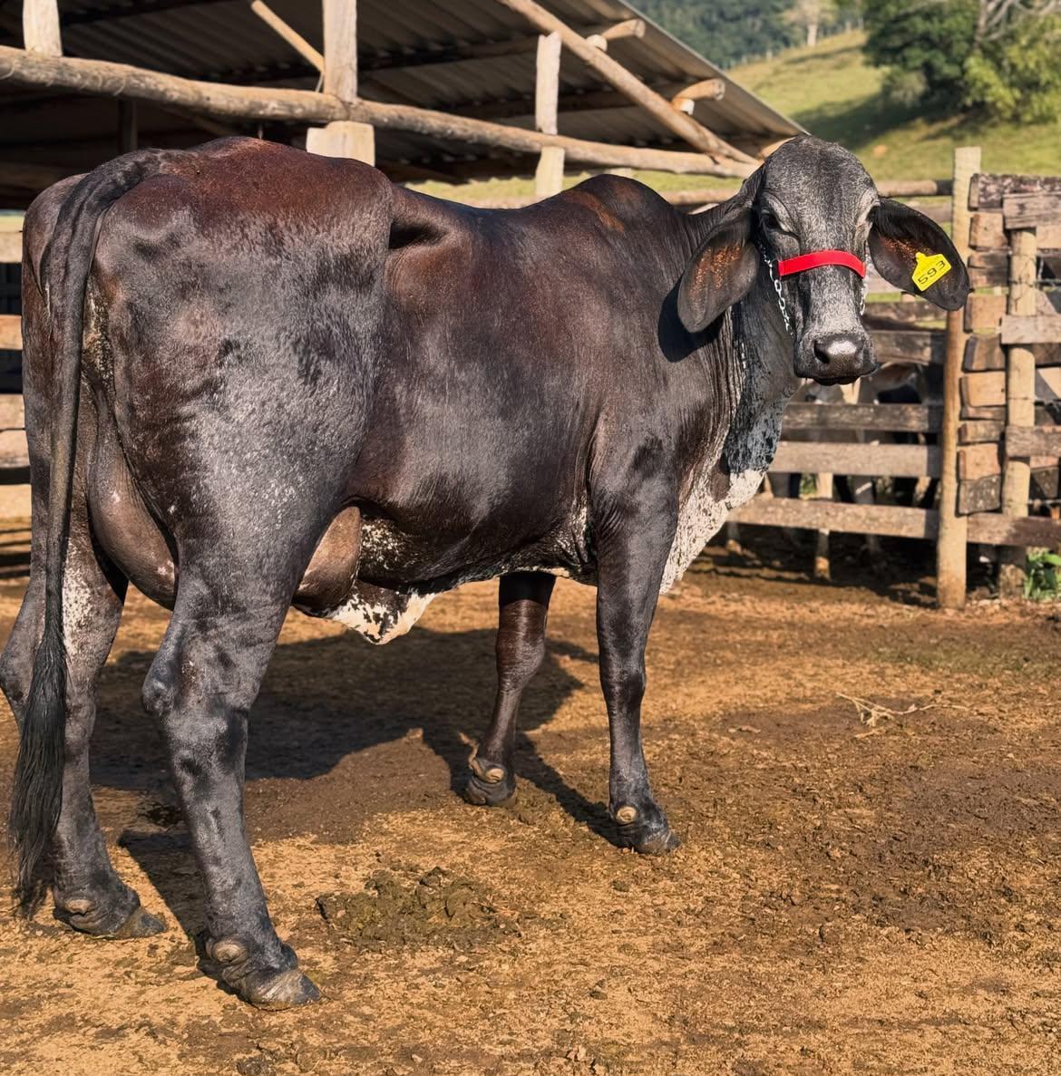Girolando Cattle — image 1