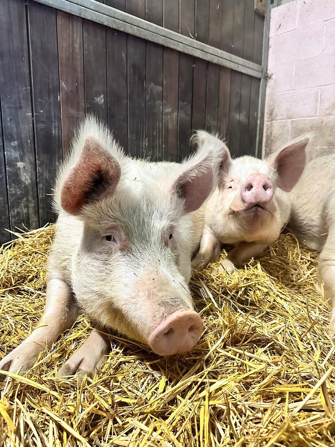 Duroc Pigs — image 1