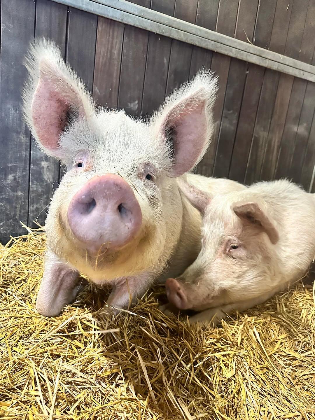 Service Boars — image 1
